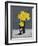 Still Life Daffodils-Christopher Ryland-Framed Premium Giclee Print