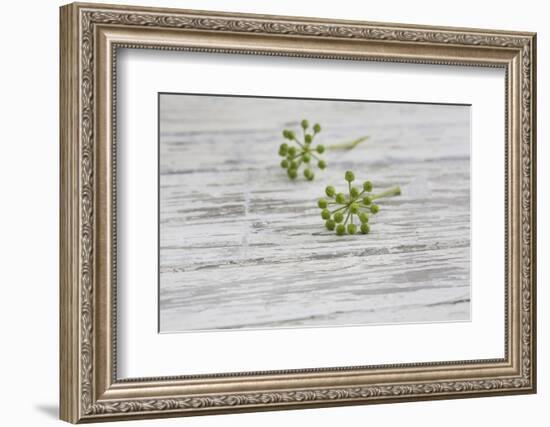 Still Life, EfeublŸten, Green, Wood, White-Andrea Haase-Framed Photographic Print