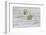 Still Life, EfeublŸten, Green, Wood, White-Andrea Haase-Framed Photographic Print