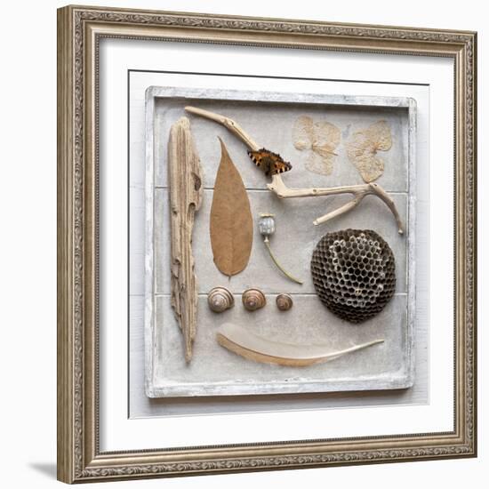 Still Life, Frame, Collection, Natural Materials-Andrea Haase-Framed Photographic Print