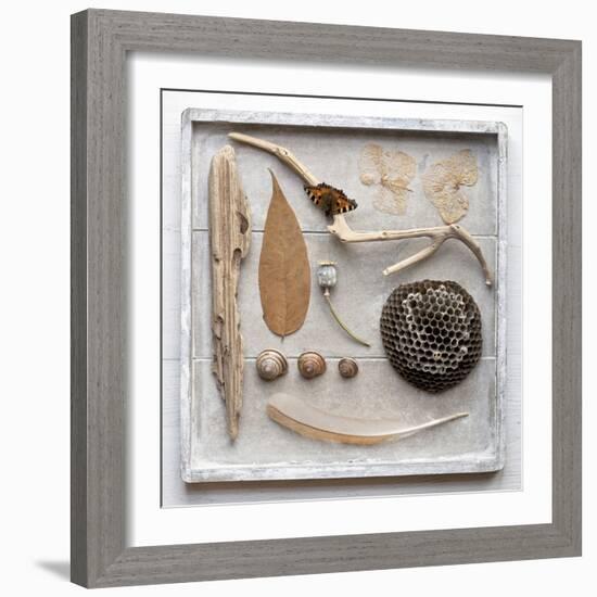 Still Life, Frame, Collection, Natural Materials-Andrea Haase-Framed Photographic Print