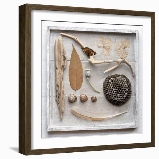 Still Life, Frame, Collection, Natural Materials-Andrea Haase-Framed Photographic Print