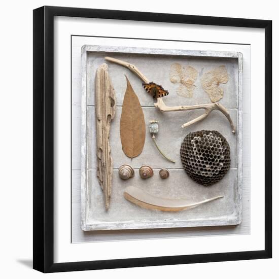 Still Life, Frame, Collection, Natural Materials-Andrea Haase-Framed Photographic Print