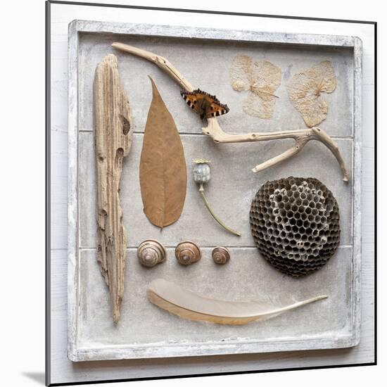 Still Life, Frame, Collection, Natural Materials-Andrea Haase-Mounted Photographic Print