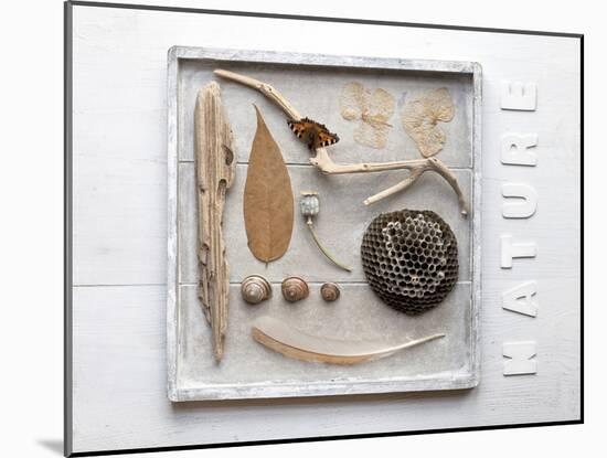 Still Life, Frames, Collection, Natural Materials-Andrea Haase-Mounted Photographic Print