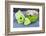 Still Life, Green, Bird Houses, Heart, Bowl, Cherry Blossoms-Andrea Haase-Framed Photographic Print