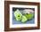 Still Life, Green, Bird Houses, Heart, Bowl, Cherry Blossoms-Andrea Haase-Framed Photographic Print