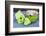 Still Life, Green, Bird Houses, Heart, Bowl, Cherry Blossoms-Andrea Haase-Framed Photographic Print