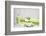 Still Life, Green, Fountainness, Bath-Andrea Haase-Framed Photographic Print