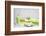 Still Life, Green, Fountainness, Bath-Andrea Haase-Framed Photographic Print