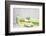 Still Life, Green, Fountainness, Bath-Andrea Haase-Framed Photographic Print