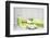 Still Life, Green, Fountainness, Bath-Andrea Haase-Framed Photographic Print