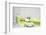 Still Life, Green, Fountainness, Bath-Andrea Haase-Framed Photographic Print