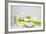 Still Life, Green, Fountainness, Bath-Andrea Haase-Framed Photographic Print