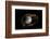 Still-Life Image of Baseball Nestled in a Mitt or Glove-Sheila Haddad-Framed Photographic Print