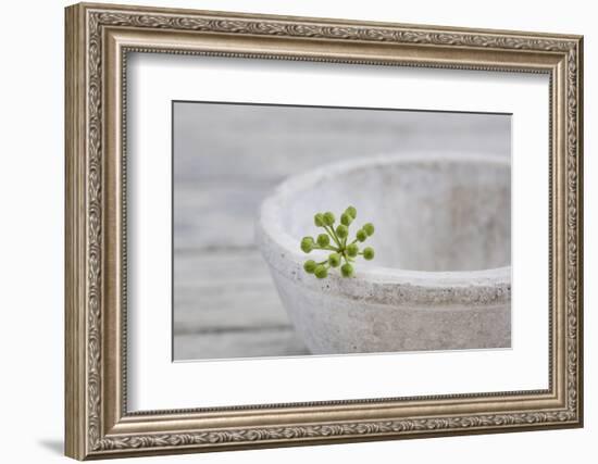 Still Life, Ivy Blossom, Green, Stone Bowl, Grey, White-Andrea Haase-Framed Photographic Print