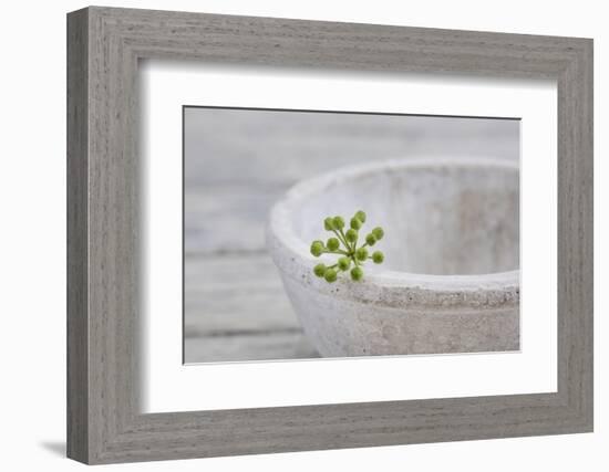 Still Life, Ivy Blossom, Green, Stone Bowl, Grey, White-Andrea Haase-Framed Photographic Print