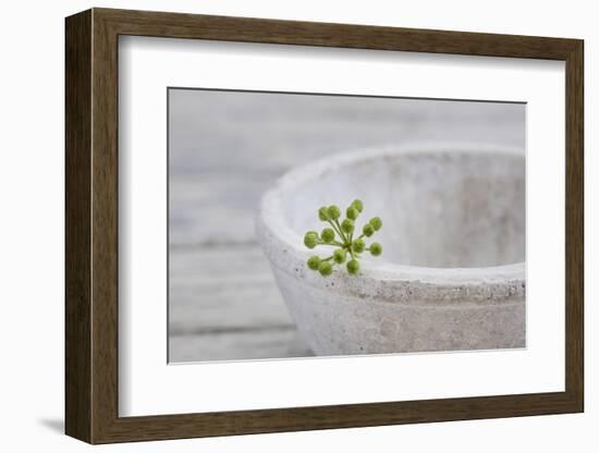 Still Life, Ivy Blossom, Green, Stone Bowl, Grey, White-Andrea Haase-Framed Photographic Print