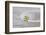 Still Life, Ivy Blossom, Green, Stone Bowl, Grey, White-Andrea Haase-Framed Photographic Print