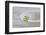 Still Life, Ivy Blossom, Green, Stone Bowl, Grey, White-Andrea Haase-Framed Photographic Print