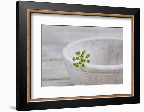 Still Life, Ivy Blossom, Green, Stone Bowl, Grey, White-Andrea Haase-Framed Photographic Print