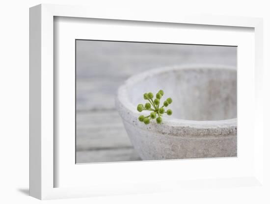 Still Life, Ivy Blossom, Green, Stone Bowl, Grey, White-Andrea Haase-Framed Photographic Print