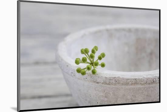 Still Life, Ivy Blossom, Green, Stone Bowl, Grey, White-Andrea Haase-Mounted Photographic Print