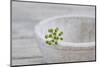 Still Life, Ivy Blossom, Green, Stone Bowl, Grey, White-Andrea Haase-Mounted Photographic Print