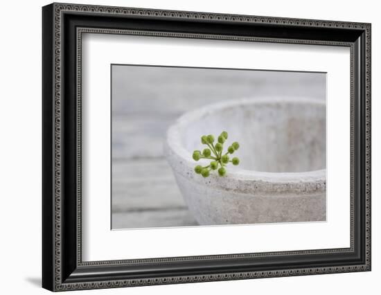 Still Life, Ivy Blossom, Green, Stone Bowl, Grey, White-Andrea Haase-Framed Photographic Print