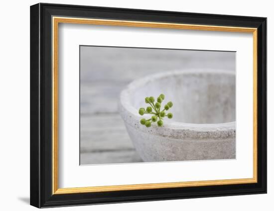 Still Life, Ivy Blossom, Green, Stone Bowl, Grey, White-Andrea Haase-Framed Photographic Print