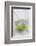 Still Life, Ivy Blossoms, Bowls, Green, White-Andrea Haase-Framed Photographic Print