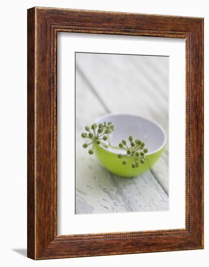 Still Life, Ivy Blossoms, Bowls, Green, White-Andrea Haase-Framed Photographic Print