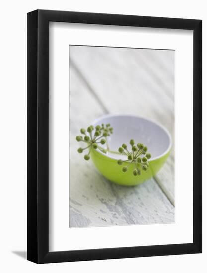 Still Life, Ivy Blossoms, Bowls, Green, White-Andrea Haase-Framed Photographic Print