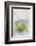 Still Life, Ivy Blossoms, Bowls, Green, White-Andrea Haase-Framed Photographic Print