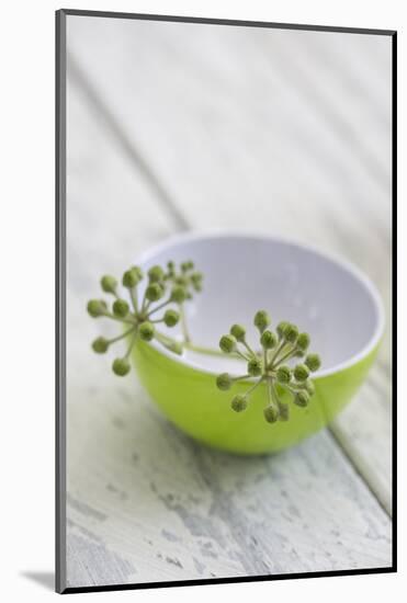 Still Life, Ivy Blossoms, Bowls, Green, White-Andrea Haase-Mounted Photographic Print
