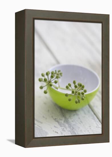 Still Life, Ivy Blossoms, Bowls, Green, White-Andrea Haase-Framed Premier Image Canvas