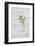 Still Life, Ivy Blossoms, Green, Glass Bottle, White-Andrea Haase-Framed Photographic Print