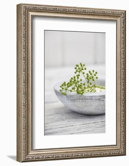 Still Life, Ivy Blossoms, Green, Stone Cup, Grey, White-Andrea Haase-Framed Photographic Print