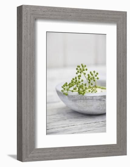 Still Life, Ivy Blossoms, Green, Stone Cup, Grey, White-Andrea Haase-Framed Photographic Print