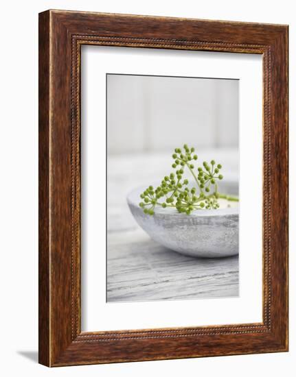 Still Life, Ivy Blossoms, Green, Stone Cup, Grey, White-Andrea Haase-Framed Photographic Print