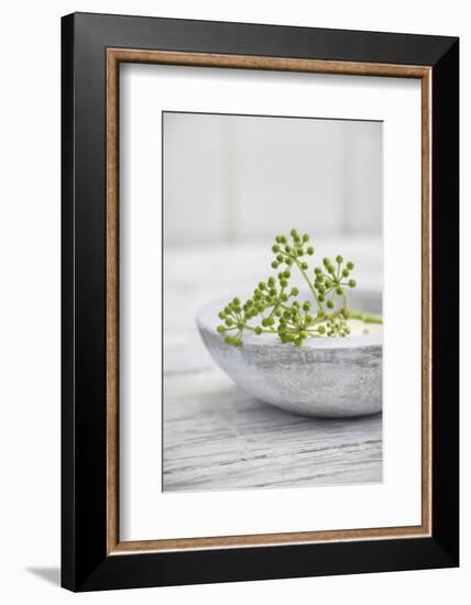 Still Life, Ivy Blossoms, Green, Stone Cup, Grey, White-Andrea Haase-Framed Photographic Print