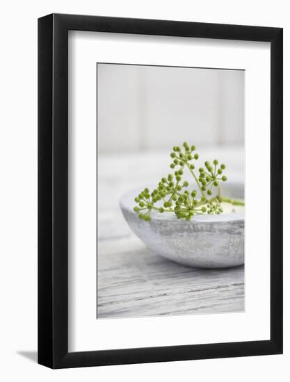 Still Life, Ivy Blossoms, Green, Stone Cup, Grey, White-Andrea Haase-Framed Photographic Print