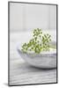 Still Life, Ivy Blossoms, Green, Stone Cup, Grey, White-Andrea Haase-Mounted Photographic Print