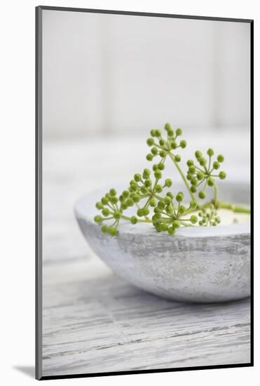 Still Life, Ivy Blossoms, Green, Stone Cup, Grey, White-Andrea Haase-Mounted Photographic Print