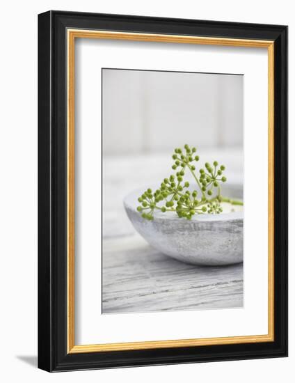 Still Life, Ivy Blossoms, Green, Stone Cup, Grey, White-Andrea Haase-Framed Photographic Print