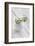 Still Life, Ivy Blossoms, Green, Vase, White-Andrea Haase-Framed Photographic Print