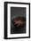 Still Life, Maple Leaf, Red, Bowl, Black, Still Life-Andrea Haase-Framed Photographic Print