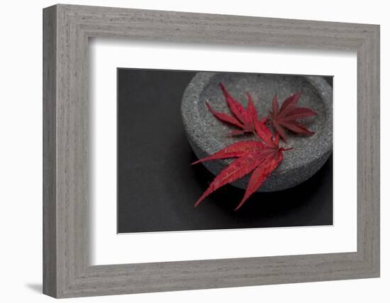 Still Life, Maple Leaves, Red, Shell, Gray, Black, Still Life-Andrea Haase-Framed Photographic Print