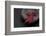 Still Life, Maple Leaves, Red, Shell, Gray, Black, Still Life-Andrea Haase-Framed Photographic Print