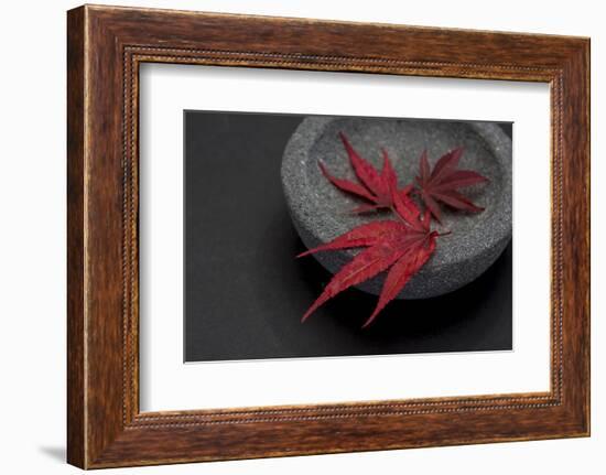 Still Life, Maple Leaves, Red, Shell, Gray, Black, Still Life-Andrea Haase-Framed Photographic Print